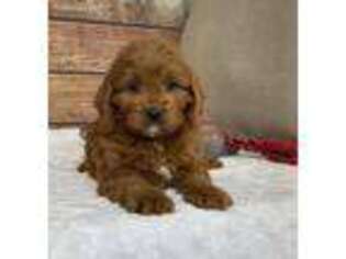 Cavapoo Puppy for sale in Dalton, OH, USA