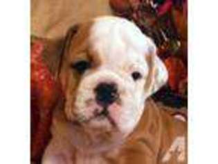 Bulldog Puppy for sale in WEST FARMINGTON, OH, USA