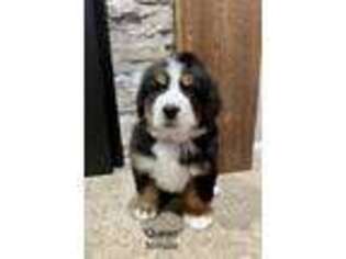 Bernese Mountain Dog Puppy for sale in Fayette, IA, USA
