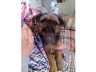 Brussels Griffon Puppy for sale in Nilwood, IL, USA