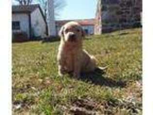Golden Retriever Puppy for sale in Elverson, PA, USA