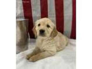 Golden Retriever Puppy for sale in El Dorado Springs, MO, USA