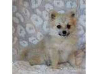 Pomeranian Puppy for sale in Mountain Grove, MO, USA