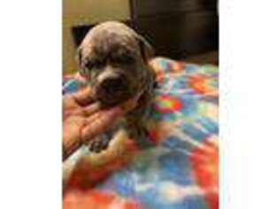 Mutt Puppy for sale in Accokeek, MD, USA