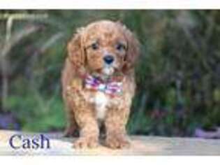 Cavapoo Puppy for sale in Conway, AR, USA