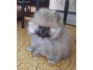 Pomeranian Puppy for sale in Millerstown, PA, USA