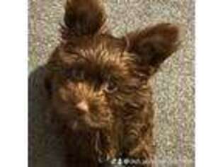 Yorkshire Terrier Puppy for sale in Middletown, DE, USA