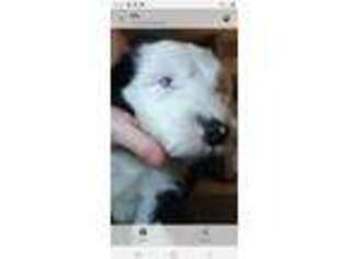 Old English Sheepdog Puppy for sale in Edgewater, FL, USA