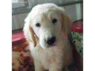 Golden Retriever Puppy for sale in Wellsville, MO, USA