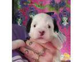 Lowchen Puppy for sale in Enid, OK, USA