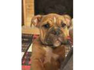 Bulldog Puppy for sale in Newport, TN, USA