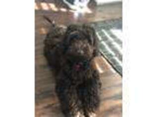 Labradoodle Puppy for sale in Chesapeake, VA, USA