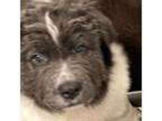 Newfoundland Puppy for sale in Fowlerville, MI, USA