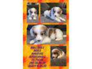 Mutt Puppy for sale in Maysville, NC, USA