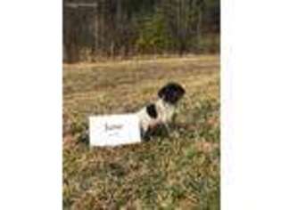 German Shorthaired Pointer Puppy for sale in Villa Rica, GA, USA