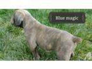 Cane Corso Puppy for sale in CARSON, CA, USA