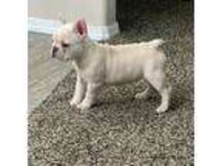 French Bulldog Puppy for sale in Burley, ID, USA