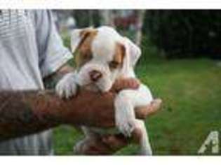 American Bulldog Puppy for sale in GARDEN GROVE, CA, USA