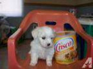 Mutt Puppy for sale in ELMORE, AL, USA