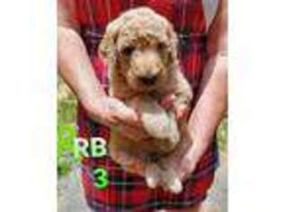 Goldendoodle Puppy for sale in Wellborn, FL, USA