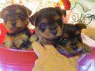 Yorkshire Terrier Puppy for sale in COLCHESTER, CT, USA