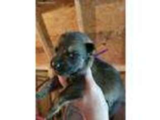 German Shepherd Dog Puppy for sale in Hazlehurst, GA, USA