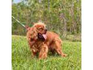 Cavalier King Charles Spaniel Puppy for sale in Bradyville, TN, USA