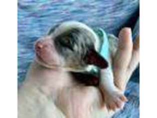 Dachshund Puppy for sale in Winamac, IN, USA
