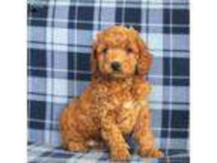 Labradoodle Puppy for sale in Kirkwood, PA, USA
