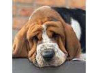 Basset Hound Puppy for sale in Nashville, NC, USA