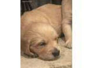 Golden Retriever Puppy for sale in Dyersville, IA, USA