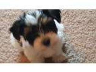 Yorkshire Terrier Puppy for sale in Edinburg, TX, USA