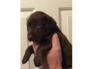 Labrador Retriever Puppy for sale in Drummonds, TN, USA