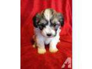 Havanese Puppy for sale in HILLSBORO, OH, USA