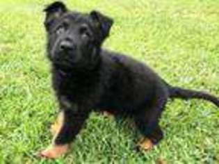 German Shepherd Dog Puppy for sale in Youngsville, LA, USA