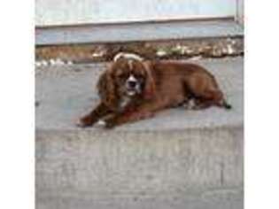 Cavalier King Charles Spaniel Puppy for sale in Duchesne, UT, USA