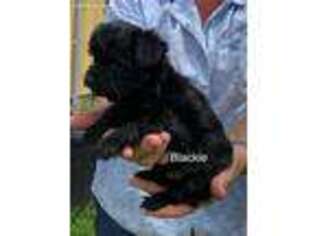 Yorkshire Terrier Puppy for sale in West Liberty, IL, USA