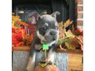 French Bulldog Puppy for sale in Mexico, MO, USA