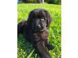 Newfoundland Puppy for sale in Oakfield, ME, USA