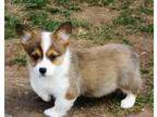 Pembroke Welsh Corgi Puppy for sale in Westminster, MD, USA