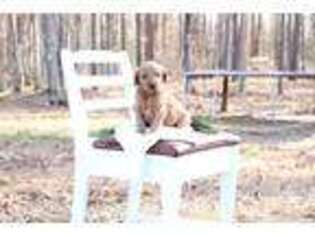 Goldendoodle Puppy for sale in Louisburg, NC, USA