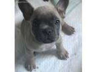 French Bulldog Puppy for sale in Minerva, OH, USA