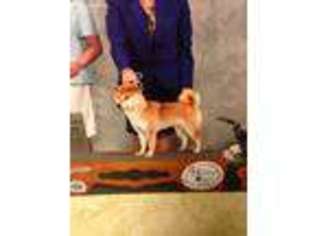 Shiba Inu Puppy for sale in Muskogee, OK, USA