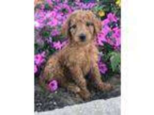 Goldendoodle Puppy for sale in Mayslick, KY, USA