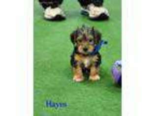 Yorkshire Terrier Puppy for sale in Maysville, OK, USA