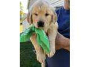 Golden Retriever Puppy for sale in Hillsdale, MI, USA