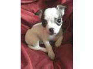 Chihuahua Puppy for sale in Montclair, NJ, USA