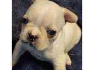 French Bulldog Puppy for sale in Jonestown, PA, USA