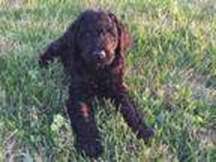 Labradoodle Puppy for sale in South Whitley, IN, USA