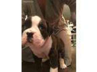 Boxer Puppy for sale in Port Jervis, NY, USA